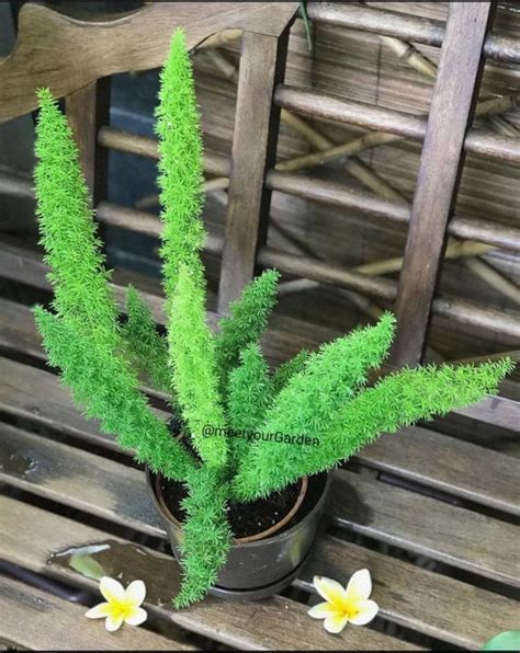 Foxtail Fern With FREE White Plastic Pot Pebbles And Garden Soil Live