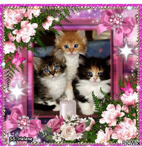 3 Kittens Free Animated  Picmix