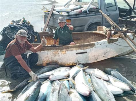 Apareció en aguas de Chubut el pez limón la nueva estrella de la