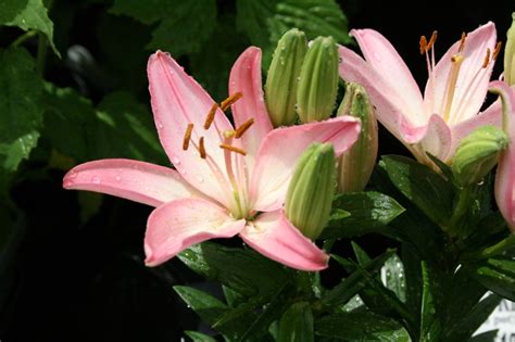 The Flower Bin Planting Asiatic And Oriental Lilies
