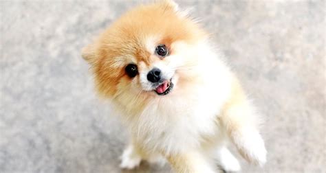 Cuidados básicos de un cachorro de pomerania Bekia Mascotas