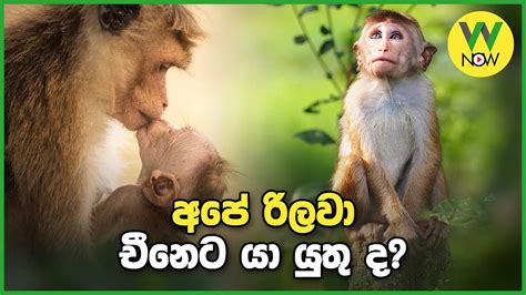 අප රලව චනට ය යත ද YouTube