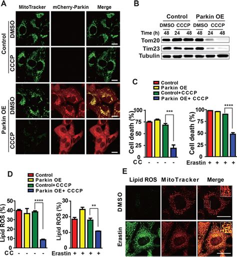 Figure From Role Of Mitochondria In Ferroptosis Semantic Scholar