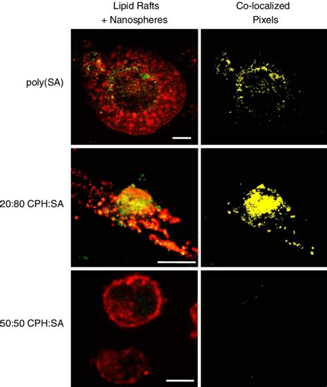 Confocal Photomicrographs Of Fitc Labeled Polyanhydride Nanospheres Download Scientific Diagram