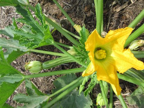 Utilizing Zucchini And Zucchini Flowers Zucchinis Make An Incredible