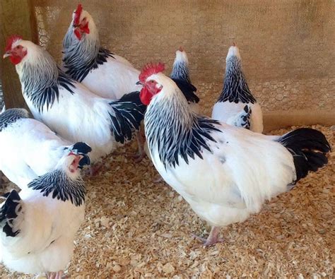 White Sussex Chickens Backyard Flocks Backyard Farming Chickens Backyard Chicken Life