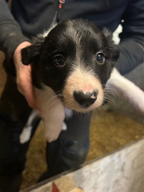 Border Collie Valper Til Salgs Finn Torget