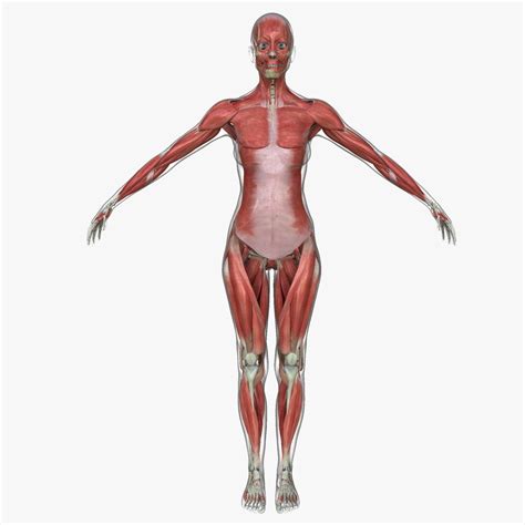 3d muscle anatomy medical edition