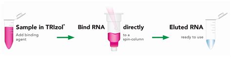 Vital Tips For Perfect Rna Extraction Using Trizol Off