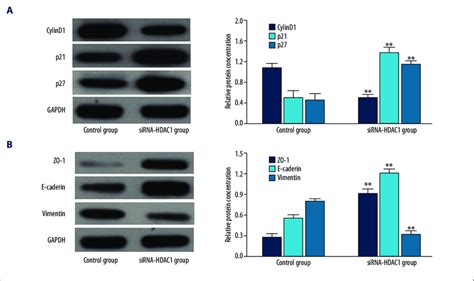 A Western Blot Analysis Comparing The Expression Of Cell Download Scientific Diagram