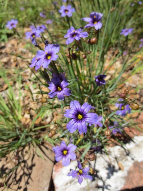 Sisyrinchium Bellum Blue Eyed Grass Larner Seeds