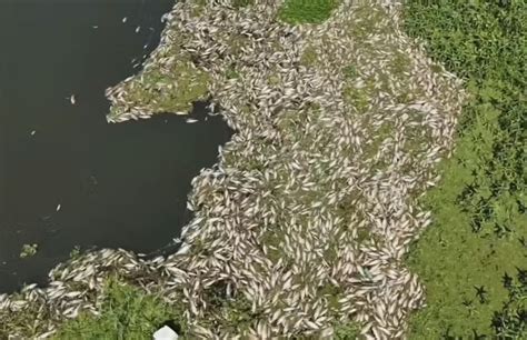 Resíduo de usina produtora de açúcar causou mortandade de peixes no Rio