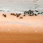 How To Get Rid Of Very Tiny Ants Around Your Kitchen Sink GGR Home