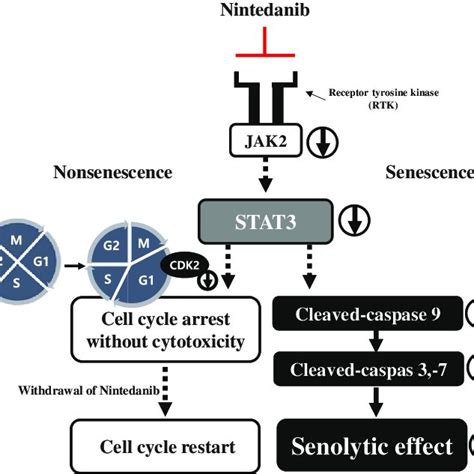 Nintedanib Induces A Senolytic Effect In Senescent Hdfs Via Jak2 Stat3