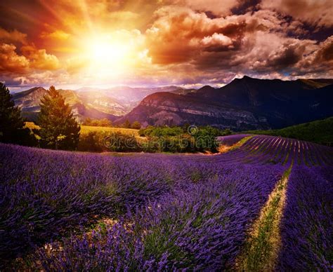 Summer lavender sunset stock image. Image of fields, fragrant - 15638857