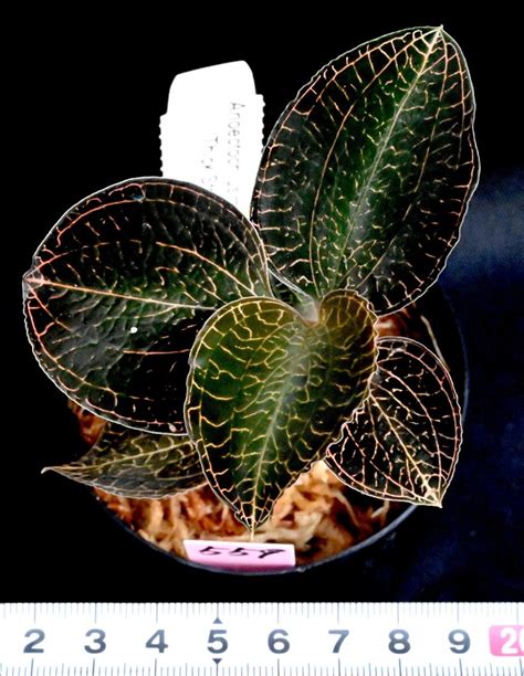 Yahoo Anoectochilus Roxburghii Hayat