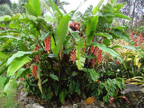 Características e cultivo da Helicônia Heliconia rostrata