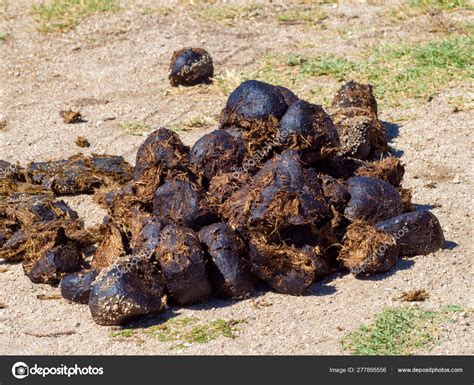 Poop Horse Poop At Ellie Ridley Blog