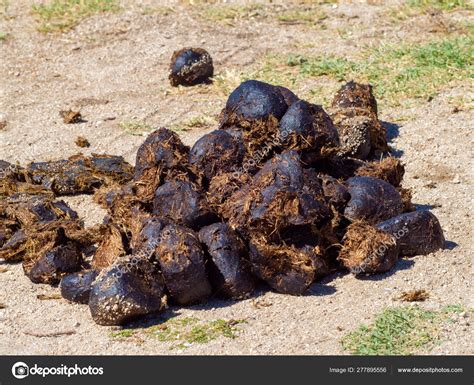 Horse Dung