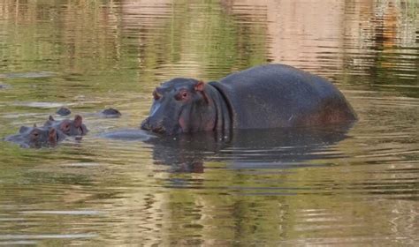 What Do Hippos Eat Diet Feeding Habits And Portions Wild Animal Pets