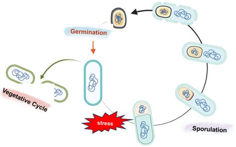 Biomolecules Free Full Text Bacterial Spore Based Delivery System