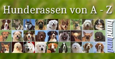 Hunderassen Von A Z Mit Fotos Einteilung Der Rassehunde Nach FCI