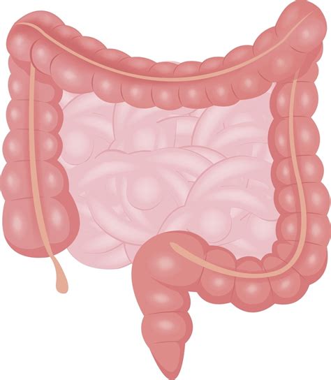 Digestion Large Intestine Diagram Quizlet