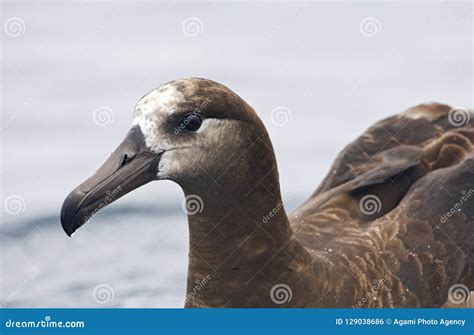 Zwartvoetalbatros Black Footed Albatross Diomedea Nigripes Stock