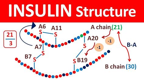 Insulin Structure And Release In Easy Way Youtube