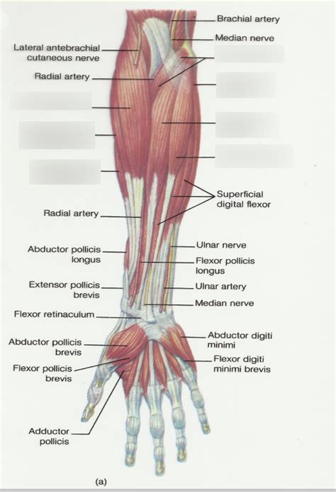 muscles arm Diagram | Quizlet