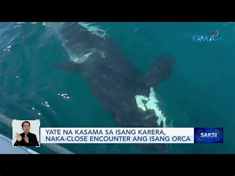 Yate Na Kasama Sa Isang Karera Naka Close Encounter Ang Isang Orca