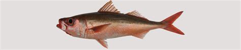 Erythrocles