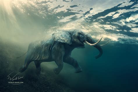 Underwater-elephant by Vitaly-Sokol on DeviantArt