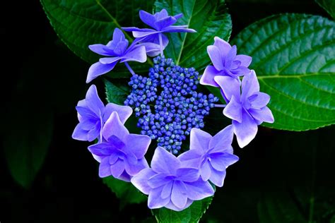 Les Conseils Et Tutoriels Pour Prendre Soin De L Hortensia Jardin