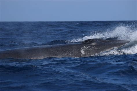 Sei whale fact sheet – Azores Whales