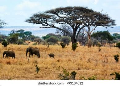 Elephant Giraffe Under Acacia Tree African Stock Photo 378305395
