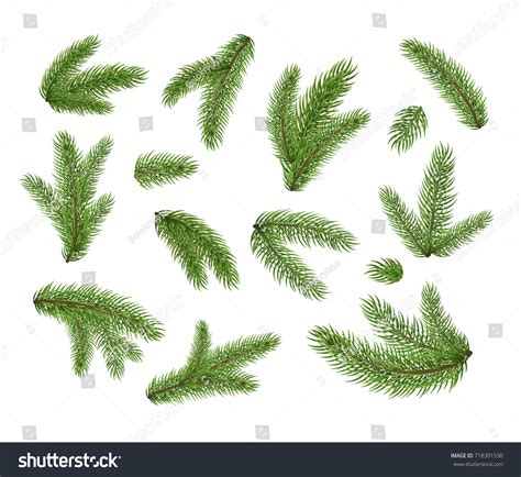 Set Fir Branches Christmas Tree Pine Stock Vector Royalty Free