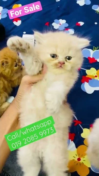 Cute Persian Kittens Youtube