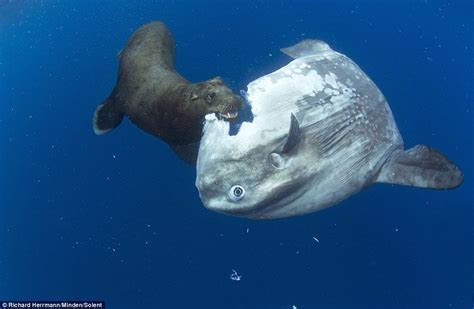 An Ocean Sunfish being eaten alive : r/pics