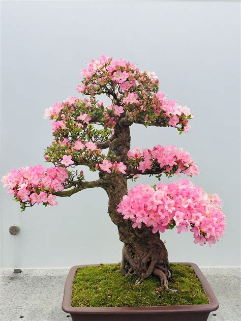 Blooming Bonsai Tree R Flowers