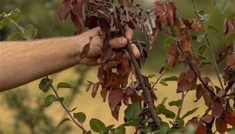 Fire Blight on Crabapple: Causes, Prevention & Management - Rennie Orchards