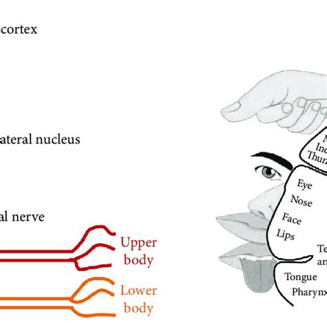 Somatosensory Related Areas A General Organization Of The Download Scientific Diagram