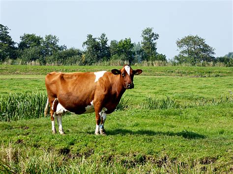 koe  weiland  bert ernste utrecht sao paulo weblog