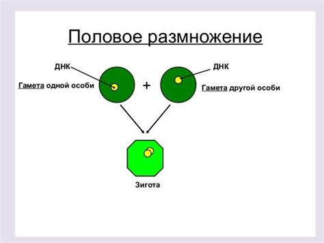 Половое размножение растений - online presentation