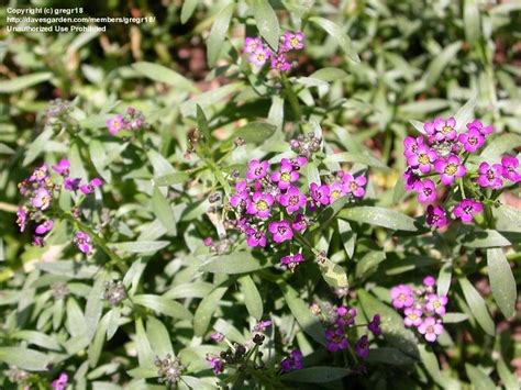 Plantfiles Pictures Sweet Alyssum Wonderland Purple Lobularia