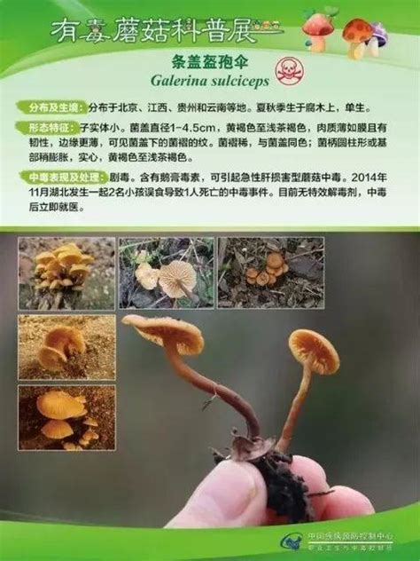 常德人請注意！這些蘑菇有毒，千萬別吃（附毒蘑菇科普圖） 每日頭條