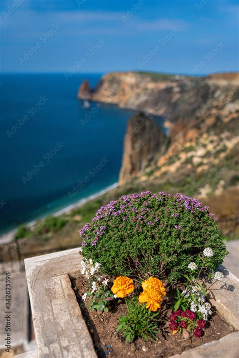 purple flowers  thymus vulgaris bushes   common thyme garden