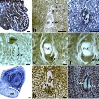 Sexual And Apomictic Embryo Sac Formation In C Tanacetifolia A