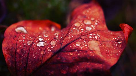 Fond D Cran Feuilles La Nature Rouge La Photographie Gouttes D