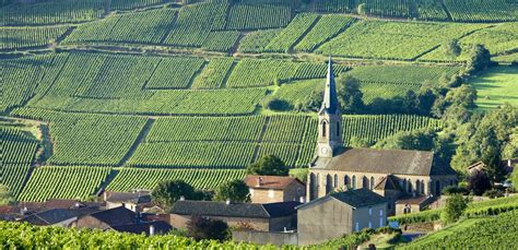 Burgundy Wine Tours Wine Cellar Visit And Tasting Blue Fox Travel